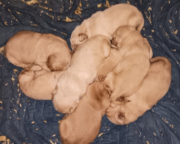 Golden Retriever puppies AKC