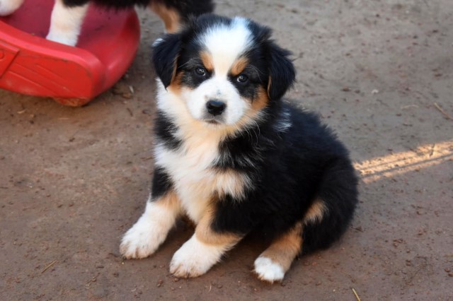 Australian Shepherd Puppies AKC/ASCA