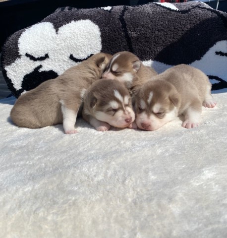 Alaskan Malamute puppy for sale + 63134