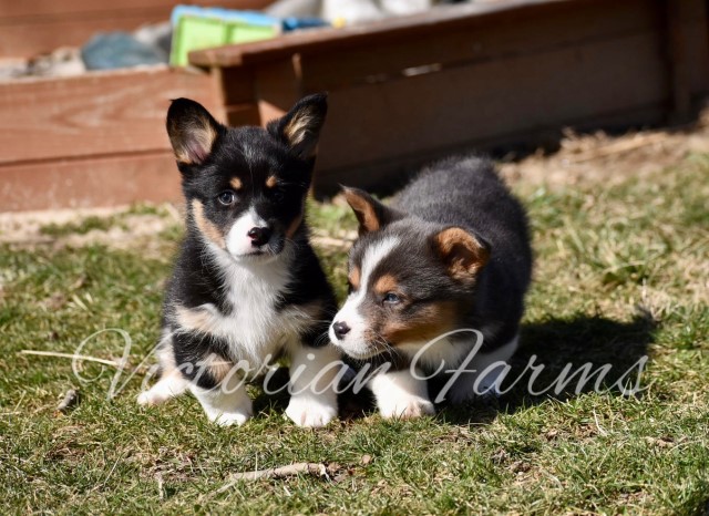 American Corgis