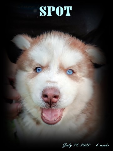 Siberian Husky Puppies