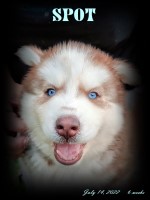 Siberian Husky Puppies Siberian Husky for sale/adoption