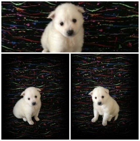 American Eskimo Dog puppy for sale + 52938