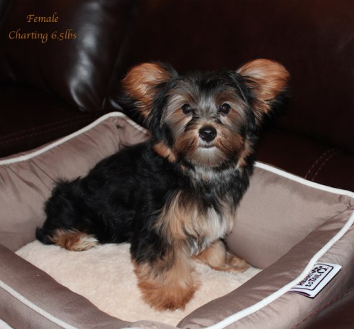 Yorkshire Terrier puppy dog for sale in Columbus, Ohio