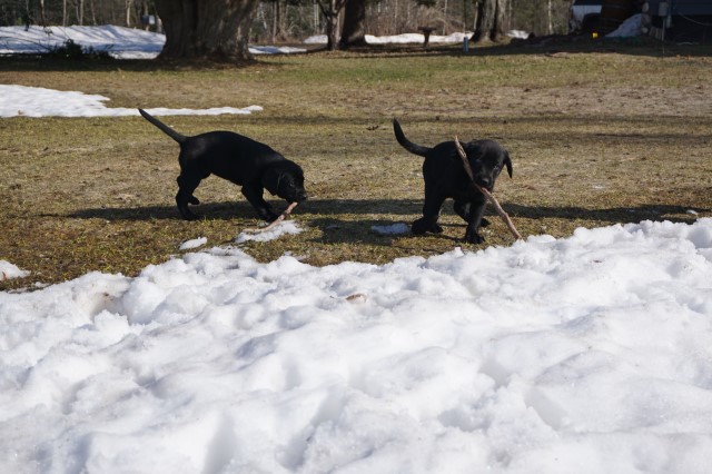 Labrador Retriever puppy for sale + 64698