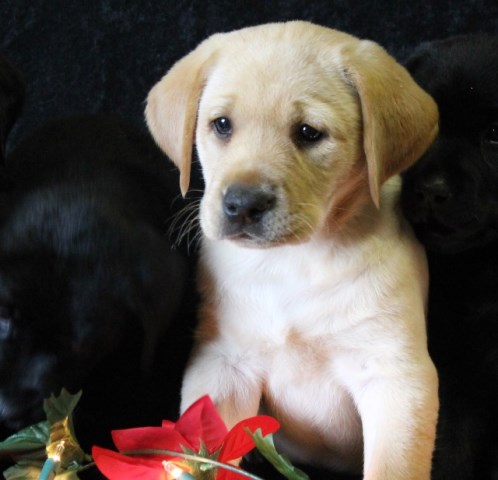 CKC black and yellow lab puppies
