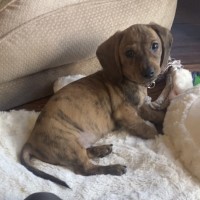 Beautiful brindle dachshund puppy Dachshund for sale/adoption