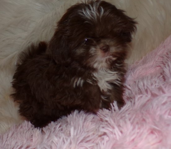 Imperial   Shih Tzu    AKC Maribel
