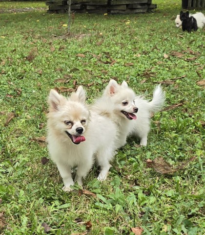 Pomeranian puppies bd may 9. Call 231 225 5590
