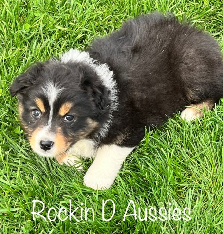 Australian Shepherd Dog puppy for sale + 63245