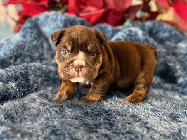 English Bulldog puppy for sale + 66954