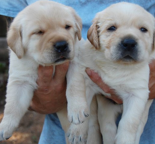 AKC ENGLISH LAB PUPPIES