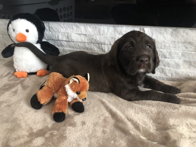 Labradoodle puppy