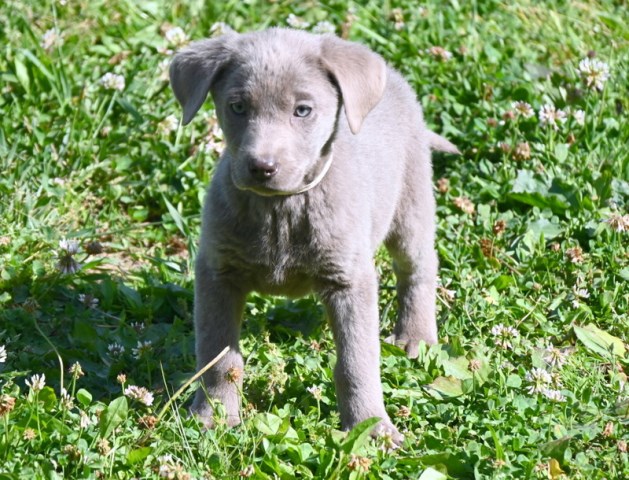Labrador Retriever puppy for sale + 67090