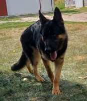 German shepherd dog German Shepherd Dog for sale/adoption