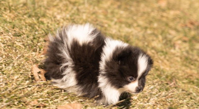 Pomeranian puppy for sale + 61554
