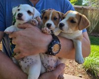 Jack Russell Puppies Jack Russell Terrier for sale/adoption