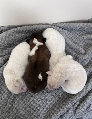 Golden Retriever/Great Pyrenees/Collie mix Puppies - 3 Males available