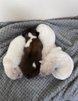 Golden Retriever/Great Pyrenees/Collie mix Puppies - 3 Males available Great Pyrenees for sale/adoption