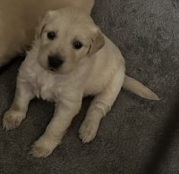 AKC Golden Retriever Puppies Available Golden Retriever for sale/adoption