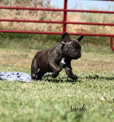 French Bulldog Puppies