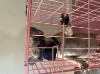 French bulldog puppy French Bulldog for sale/adoption