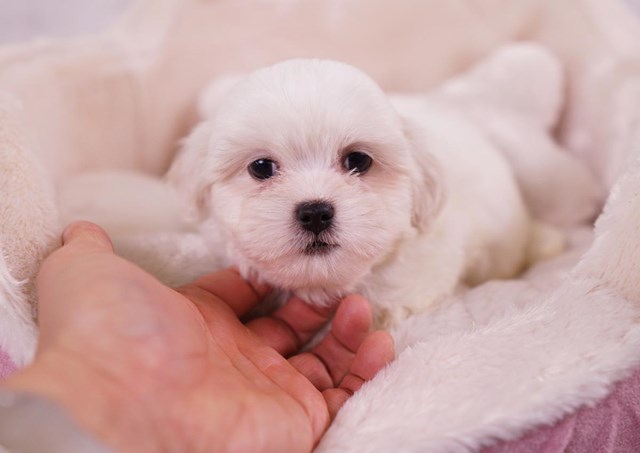 Shih Poo puppy for sale + 59656