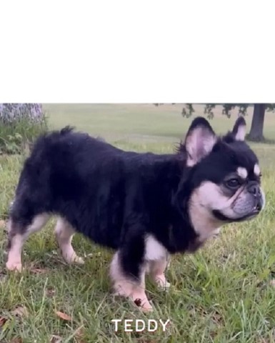 French Bulldogs