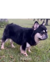 French Bulldogs French Bulldog for sale/adoption