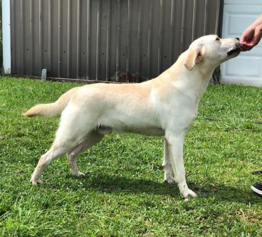 Light Yellow Male 16 Month Old Labrador Retriever