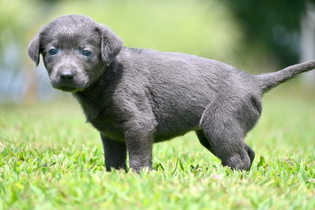 Labrador Retriever puppy for sale + 62138