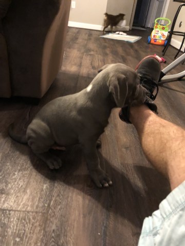 American Pit Bull Terrier puppy for sale + 54123