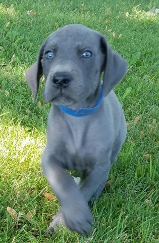 Great Dane Blue pups - AKC available Ready August 30th