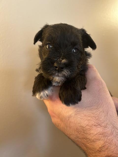 Miniature Schnauzer puppy for sale + 64191