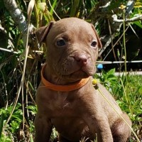 Planned Breeding FALL 2024 American Pit Bull Terrier for sale/adoption