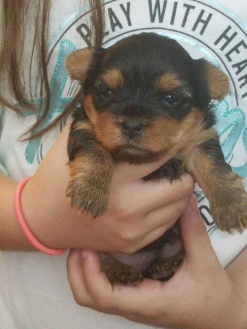 Yorkshire Terrier puppy for sale + 49282