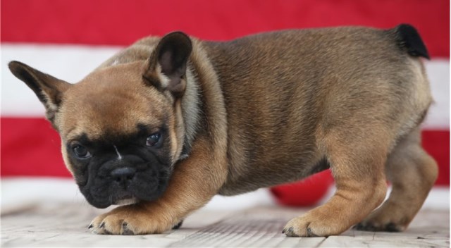 French Bulldog puppy dog for sale in portland, Oregon