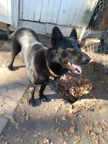 German Shepard Female