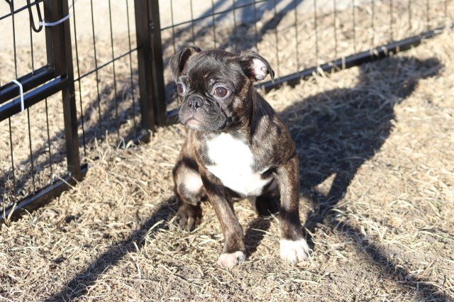 Beautiful Bugg Puppies