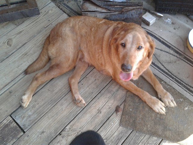 Akc fox red labrador