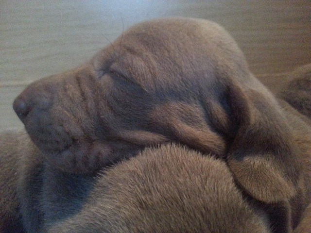 AKC Weimaraner Puppies -  4 Silver males ready to go approved homes