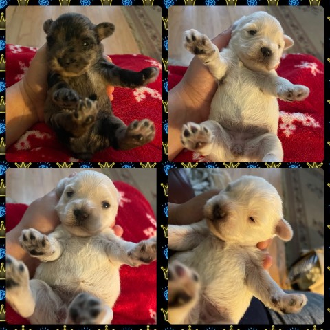 Miniature Schnauzer puppy for sale + 61580
