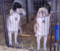 Siberian Husky thumbnail