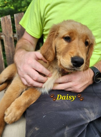 Golden Retriever puppy for sale + 66686