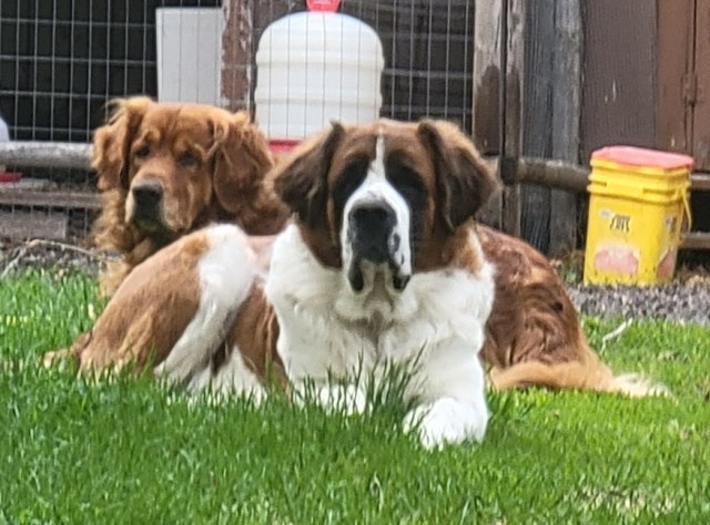 Golden Saint Puppies for sale