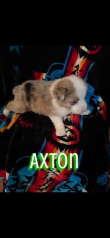 Rare Caramel Colored Male Aussie Husky Puppy