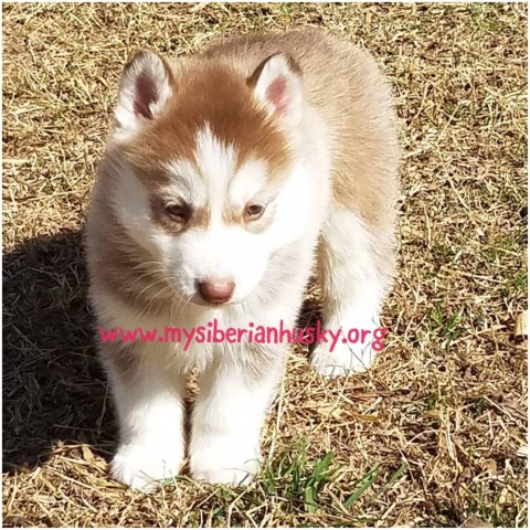 Maverick-Red/White Male Available!
