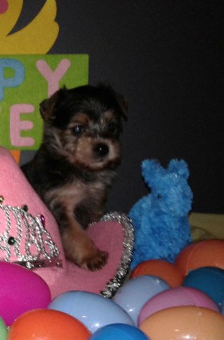 Yorkshire Terrier puppy for sale + 48414