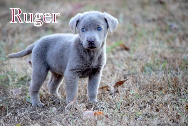 Labrador Retriever puppy for sale + 47409