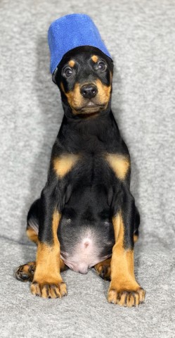 AKC Doberman Puppies